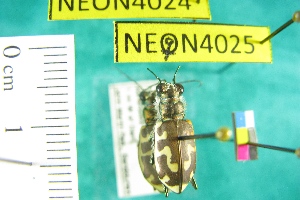  ( - NEONTcarabid4024)  @13 [ ] Copyright (2011) Blevins, KK and Travers, PD National Ecological Observatory Network (NEON) http://www.neoninc.org/content/copyright