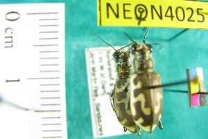  ( - NEONTcarabid4025)  @13 [ ] Copyright (2011) Blevins, KK and Travers, PD National Ecological Observatory Network (NEON) http://www.neoninc.org/content/copyright