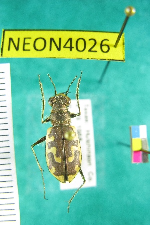  ( - NEONTcarabid4026)  @13 [ ] Copyright (2011) Blevins, KK and Travers, PD National Ecological Observatory Network (NEON) http://www.neoninc.org/content/copyright