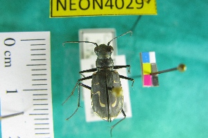  (Cicindela hirticollis siuslawensis - NEONTcarabid4029)  @13 [ ] Copyright (2011) Blevins, KK and Travers, PD National Ecological Observatory Network (NEON) http://www.neoninc.org/content/copyright