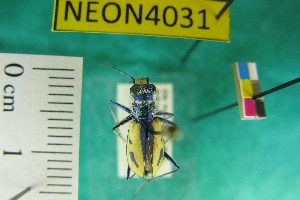  ( - NEONTcarabid4031)  @11 [ ] Copyright (2011) Blevins, KK and Travers, PD National Ecological Observatory Network (NEON) http://www.neoninc.org/content/copyright