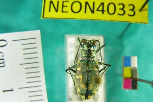  (Cicindela hirticollis gravida - NEONTcarabid4033)  @13 [ ] Copyright (2011) Blevins, KK and Travers, PD National Ecological Observatory Network (NEON) http://www.neoninc.org/content/copyright