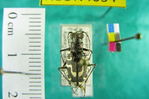  (Cicindela hirticollis couleensis - NEONTcarabid4034)  @11 [ ] Copyright (2011) Blevins, KK and Travers, PD National Ecological Observatory Network (NEON) http://www.neoninc.org/content/copyright
