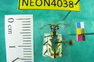  ( - NEONTcarabid4038)  @11 [ ] Copyright (2011) Blevins, KK and Travers, PD National Ecological Observatory Network (NEON) http://www.neoninc.org/content/copyright