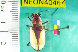  ( - NEONTcarabid4046)  @13 [ ] Copyright (2011) Blevins, KK and Travers, PD National Ecological Observatory Network (NEON) http://www.neoninc.org/content/copyright