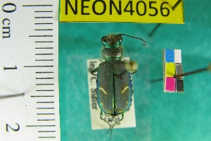  ( - NEONTcarabid4056)  @12 [ ] Copyright (2011) Blevins, KK and Travers, PD National Ecological Observatory Network (NEON) http://www.neoninc.org/content/copyright