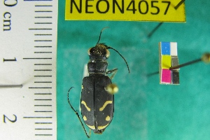  (Cicindela purpurea audubonii - NEONTcarabid4057)  @13 [ ] Copyright (2011) Blevins, KK and Travers, PD National Ecological Observatory Network (NEON) http://www.neoninc.org/content/copyright