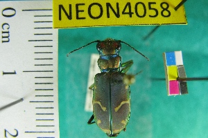  ( - NEONTcarabid4058)  @12 [ ] Copyright (2011) Blevins, KK and Travers, PD National Ecological Observatory Network (NEON) http://www.neoninc.org/content/copyright