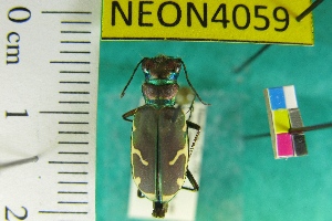 (Cicindela purpurea cimarrona - NEONTcarabid4059)  @13 [ ] Copyright (2011) Blevins, KK and Travers, PD National Ecological Observatory Network (NEON) http://www.neoninc.org/content/copyright