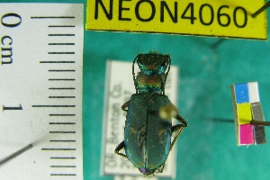  ( - NEONTcarabid4060)  @11 [ ] Copyright (2011) Blevins, KK and Travers, PD National Ecological Observatory Network (NEON) http://www.neoninc.org/content/copyright