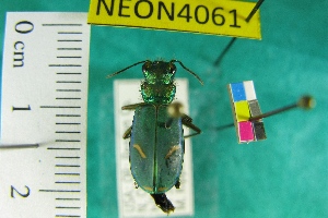  (Cicindela purpurea hatchi - NEONTcarabid4061)  @11 [ ] Copyright (2011) Blevins, KK and Travers, PD National Ecological Observatory Network (NEON) http://www.neoninc.org/content/copyright