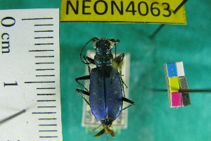  ( - NEONTcarabid4063)  @11 [ ] Copyright (2011) Blevins, KK and Travers, PD National Ecological Observatory Network (NEON) http://www.neoninc.org/content/copyright