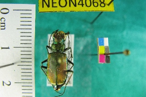  ( - NEONTcarabid4068)  @12 [ ] Copyright (2011) Blevins, KK and Travers, PD National Ecological Observatory Network (NEON) http://www.neoninc.org/content/copyright