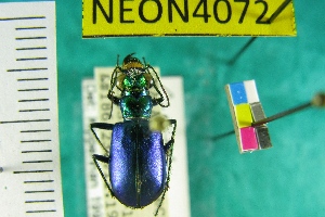  ( - NEONTcarabid4072)  @11 [ ] Copyright (2011) Blevins, KK and Travers, PD National Ecological Observatory Network (NEON) http://www.neoninc.org/content/copyright