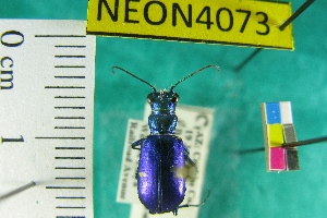  ( - NEONTcarabid4073)  @11 [ ] Copyright (2011) Blevins, KK and Travers, PD National Ecological Observatory Network (NEON) http://www.neoninc.org/content/copyright