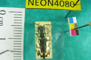  ( - NEONTcarabid4080)  @11 [ ] Copyright (2011) Blevins, KK and Travers, PD National Ecological Observatory Network (NEON) http://www.neoninc.org/content/copyright