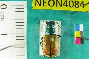  (Cicindela scutellaris yampae - NEONTcarabid4084)  @12 [ ] Copyright (2011) Blevins, KK and Travers, PD National Ecological Observatory Network (NEON) http://www.neoninc.org/content/copyright