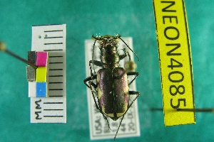  ( - NEONTcarabid4085)  @12 [ ] Copyright (2011) Blevins, KK and Travers, PD National Ecological Observatory Network (NEON) http://www.neoninc.org/content/copyright