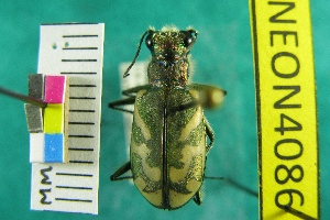  ( - NEONTcarabid4086)  @11 [ ] Copyright (2011) Blevins, KK and Travers, PD National Ecological Observatory Network (NEON) http://www.neoninc.org/content/copyright