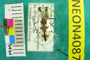  (Ellipsoptera hirtilabris - NEONTcarabid4087)  @13 [ ] Copyright (2011) Blevins, KK and Travers, PD National Ecological Observatory Network (NEON) http://www.neoninc.org/content/copyright