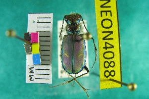  ( - NEONTcarabid4088)  @13 [ ] Copyright (2011) Blevins, KK and Travers, PD National Ecological Observatory Network (NEON) http://www.neoninc.org/content/copyright