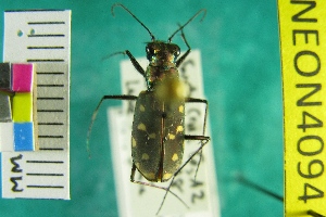  (Cicindela hemorrhagica arizonae - NEONTcarabid4094)  @11 [ ] Copyright (2011) Blevins, KK and Travers, PD National Ecological Observatory Network (NEON) http://www.neoninc.org/content/copyright