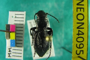  ( - NEONTcarabid4095)  @13 [ ] Copyright (2011) Blevins, KK and Travers, PD National Ecological Observatory Network (NEON) http://www.neoninc.org/content/copyright