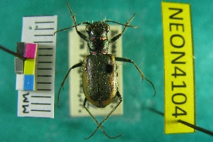 ( - NEONTcarabid4104)  @11 [ ] Copyright (2011) Blevins, KK and Travers, PD National Ecological Observatory Network (NEON) http://www.neoninc.org/content/copyright