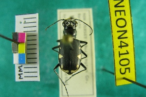  (Cicindela scutellaris rugifrons - NEONTcarabid4105)  @11 [ ] Copyright (2011) Blevins, KK and Travers, PD National Ecological Observatory Network (NEON) http://www.neoninc.org/content/copyright