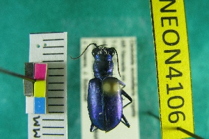  ( - NEONTcarabid4106)  @12 [ ] Copyright (2011) Blevins, KK and Travers, PD National Ecological Observatory Network (NEON) http://www.neoninc.org/content/copyright