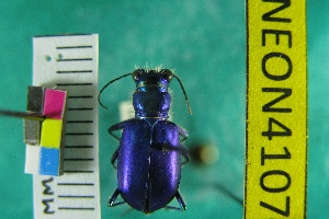  (Cicindela scutellaris unicolor - NEONTcarabid4107)  @11 [ ] Copyright (2011) Blevins, KK and Travers, PD National Ecological Observatory Network (NEON) http://www.neoninc.org/content/copyright