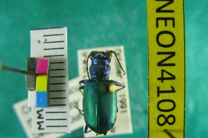  (Cicindela scutellaris flavoviridis - NEONTcarabid4108)  @12 [ ] Copyright (2011) Blevins, KK and Travers, PD National Ecological Observatory Network (NEON) http://www.neoninc.org/content/copyright