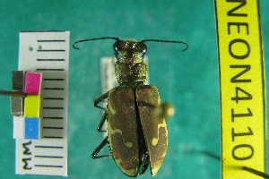  ( - NEONTcarabid4110)  @11 [ ] Copyright (2011) Blevins, KK and Travers, PD National Ecological Observatory Network (NEON) http://www.neoninc.org/content/copyright