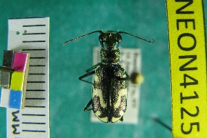  (Cicindela willistoni echo - NEONTcarabid4125)  @11 [ ] Copyright (2011) Blevins, KK and Travers, PD National Ecological Observatory Network (NEON) http://www.neoninc.org/content/copyright