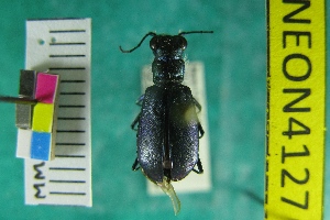  (Cicindela willistoni praedicta - NEONTcarabid4127)  @11 [ ] Copyright (2011) Blevins, KK and Travers, PD National Ecological Observatory Network (NEON) http://www.neoninc.org/content/copyright