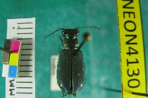  ( - NEONTcarabid4130)  @12 [ ] Copyright (2011) Blevins, KK and Travers, PD National Ecological Observatory Network (NEON) http://www.neoninc.org/content/copyright