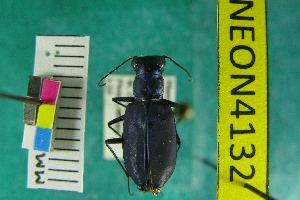 (Cicindela nigrocoerulea bowditchi - NEONTcarabid4132)  @12 [ ] Copyright (2011) Blevins, KK and Travers, PD National Ecological Observatory Network (NEON) http://www.neoninc.org/content/copyright