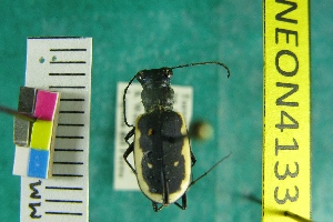  ( - NEONTcarabid4133)  @11 [ ] Copyright (2011) Blevins, KK and Travers, PD National Ecological Observatory Network (NEON) http://www.neoninc.org/content/copyright