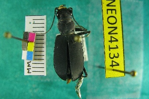  (Cicindela obsoleta obsoleta - NEONTcarabid4134)  @13 [ ] Copyright (2011) Blevins, KK and Travers, PD National Ecological Observatory Network (NEON) http://www.neoninc.org/content/copyright