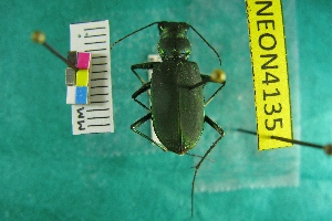  ( - NEONTcarabid4135)  @11 [ ] Copyright (2011) Blevins, KK and Travers, PD National Ecological Observatory Network (NEON) http://www.neoninc.org/content/copyright