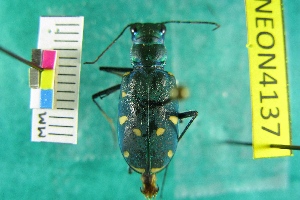  ( - NEONTcarabid4137)  @13 [ ] Copyright (2011) Blevins, KK and Travers, PD National Ecological Observatory Network (NEON) http://www.neoninc.org/content/copyright