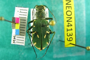  ( - NEONTcarabid4139)  @11 [ ] Copyright (2011) Blevins, KK and Travers, PD National Ecological Observatory Network (NEON) http://www.neoninc.org/content/copyright