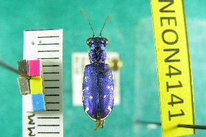  ( - NEONTcarabid4141)  @11 [ ] Copyright (2011) Blevins, KK and Travers, PD National Ecological Observatory Network (NEON) http://www.neoninc.org/content/copyright