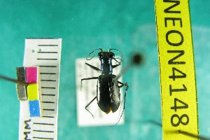  (Cicindela rufiventris heutzi - NEONTcarabid4148)  @11 [ ] Copyright (2011) Blevins, KK and Travers, PD National Ecological Observatory Network (NEON) http://www.neoninc.org/content/copyright
