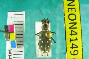  ( - NEONTcarabid4149)  @11 [ ] Copyright (2011) Blevins, KK and Travers, PD National Ecological Observatory Network (NEON) http://www.neoninc.org/content/copyright