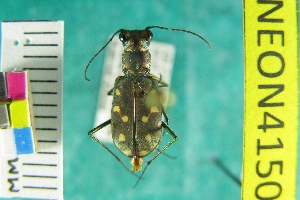  ( - NEONTcarabid4150)  @11 [ ] Copyright (2011) Blevins, KK and Travers, PD National Ecological Observatory Network (NEON) http://www.neoninc.org/content/copyright