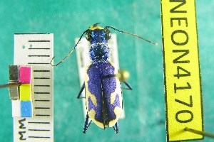  ( - NEONTcarabid4170)  @11 [ ] Copyright (2011) Blevins, KK and Travers, PD National Ecological Observatory Network (NEON) http://www.neoninc.org/content/copyright