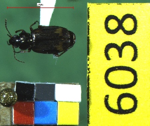  ( - NEONTcarabid6038)  @13 [ ] Copyright (2012) Baldwin, TA National Ecological Observatory Network (NEON) http://www.neoninc.org/content/copyright