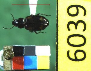  ( - NEONTcarabid6039)  @13 [ ] Copyright (2012) Baldwin, TA National Ecological Observatory Network (NEON) http://www.neoninc.org/content/copyright