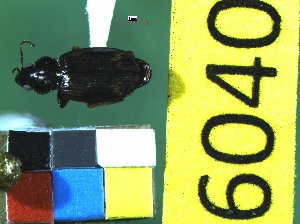  ( - NEONTcarabid6040)  @12 [ ] Copyright (2012) Baldwin, TA National Ecological Observatory Network (NEON) http://www.neoninc.org/content/copyright